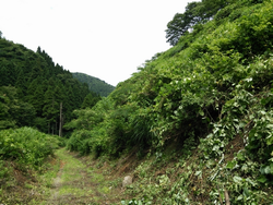 午前中の圃場