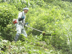 午前の草刈りの様子２