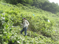 午前の草刈りの様子３