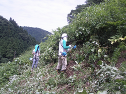 午前の草刈りの様子５