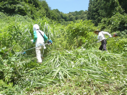 午後の草刈りの様子２