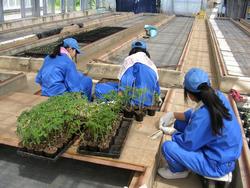 トマトの植え替え