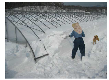 ハウスの除雪