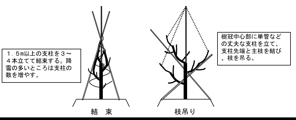 幼木の積雪対策