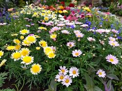 温室内春の花