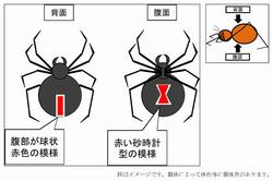 セアカゴケグモ(模式図)