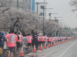 桜並木