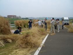 ６月１２日　菜の花種取り交流会