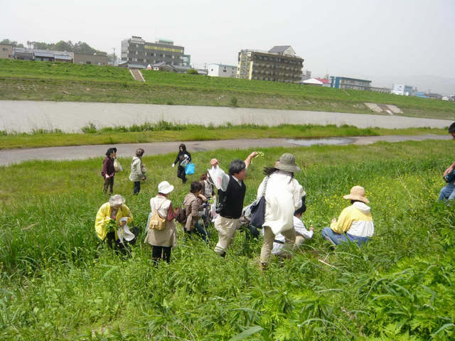 ５月１３日　植物観察会と野草料理教室