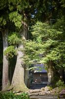 白山神社のスギヒノキ