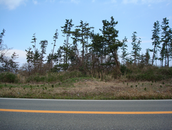 松林健全化福井市鷹巣地区