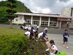 学校植栽2_本郷小