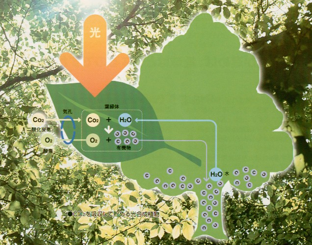 ＣＯ２を吸収して貯める森林