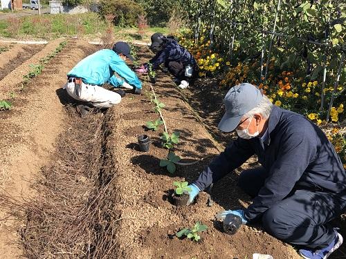 一寸ソラマメ植え付け