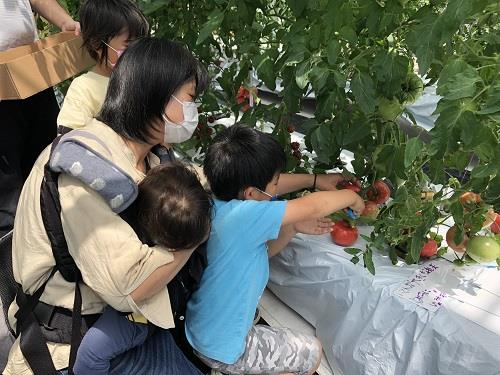 トマト初収穫