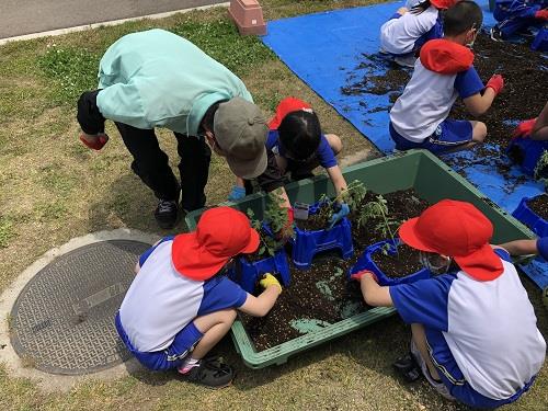 トマト植え付け教室（美浜西小学校）