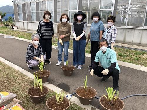 カキツバタプランター栽培