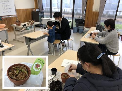 食虫植物ハエトリソウの植え替え