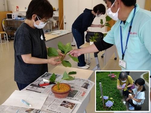 おかめアジサイの挿し木講座