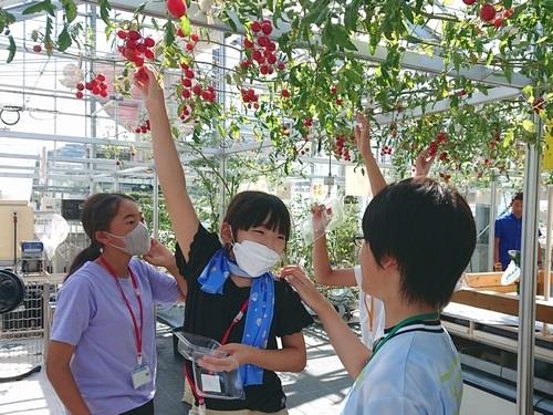 わくわく体験塾・トマト収穫