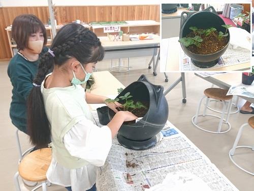 カエルプランターへのイチゴの定植体験