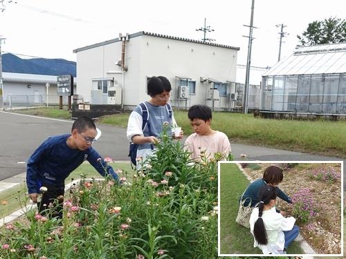 秋の花(千日紅、貝細工)摘み取り体験