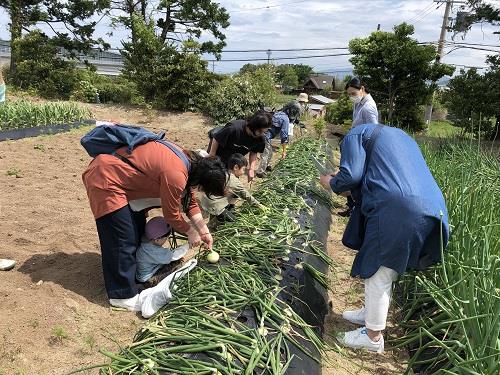 新たまねぎの収穫体験