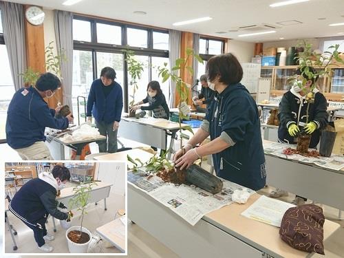 珍しいレモン「璃の香」の鉢植え体験