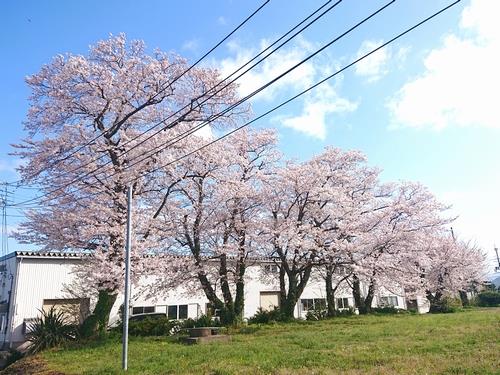 園芸研究センターの桜