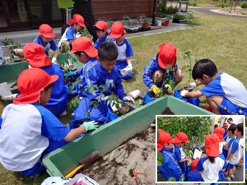 美浜西小学校2年生体験学習(トマトの植え付け)