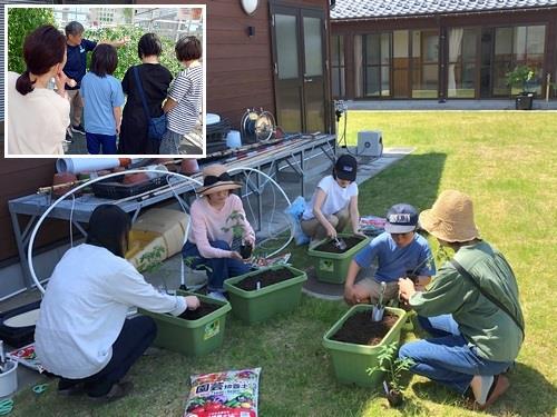 トマト苗を植え替えよう