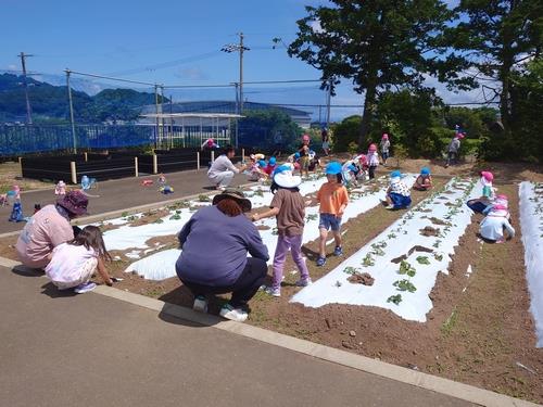 みずうみ保育園(サツマイモ畑の草取り)