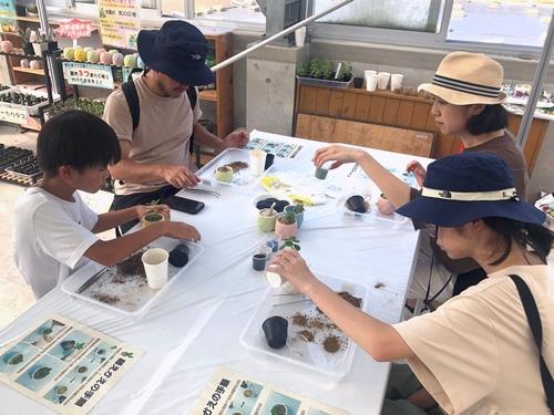 多肉植物の寄せ植え