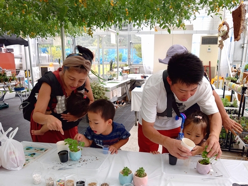 多肉植物の植え替え