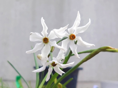 原種水仙の開花