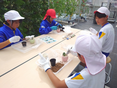 佐分利小学校遠足(多肉植物の植え替え)