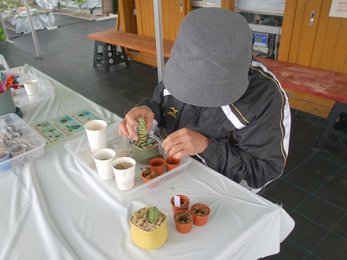 多肉植物の寄せ植え