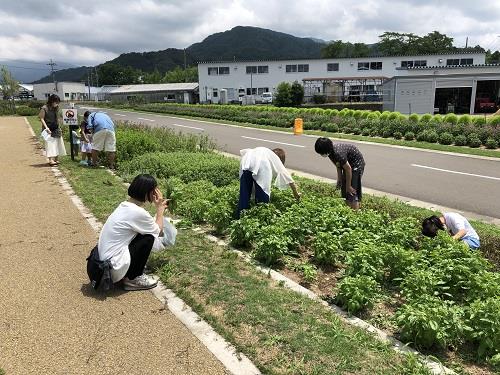 ハーブの摘みとり体験