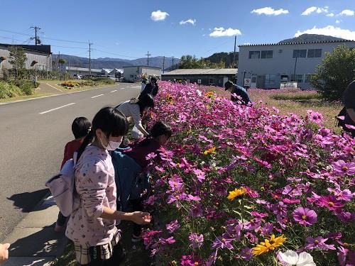 コスモス摘みとり体験