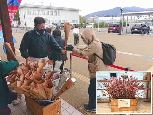 花桃の展示および無料配布