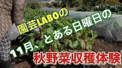 秋野菜収穫体験