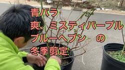 青バラ冬季剪定