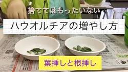 ハウオルチア増やし方