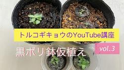 トルコギキョウYouTube講座3