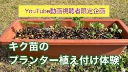 YouTube講座キク苗定植