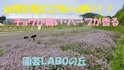 ６月の園芸ＬＡＢＯの丘