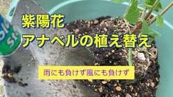 アナベル植え替え