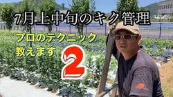 キク管理　７月