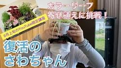 カラーリーフ寄せ植え挑戦