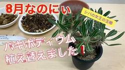 パキポディウム植え替え